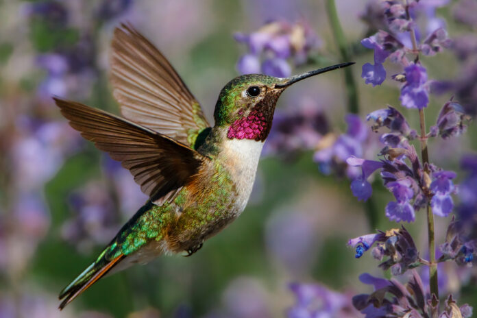Bergen County area gardening news How to attract hummongbirds to your garden. Read more on mybergen.com.