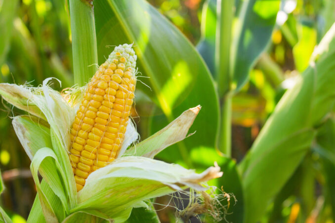 CornFest at Abma's Farm. Get details on mybergen.com.