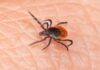 Ticks in Bergen County: What You Need to Know About Lyme Disease What to do if you are bitten by a tick in Bergen County NJ