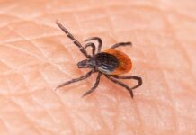 Ticks in Bergen County: What You Need to Know About Lyme Disease What to do if you are bitten by a tick in Bergen County NJ