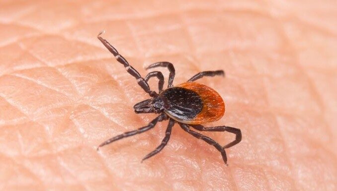 Ticks in Bergen County: What You Need to Know About Lyme Disease What to do if you are bitten by a tick in Bergen County NJ