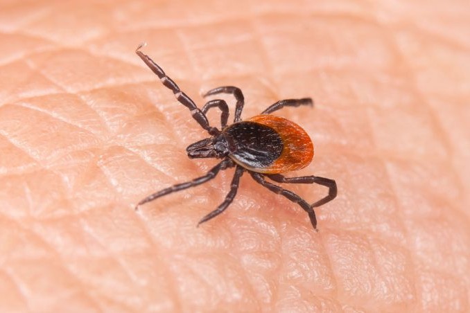 What to do if you are bitten by a tick in Bergen County NJ
