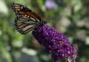 How to Create a Pollinator-Friendly Garden That Attracts Bees, Butterflies, and Hummingbirds How to attract pollinators to your garden.