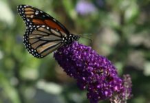 How to attract pollinators to your garden.