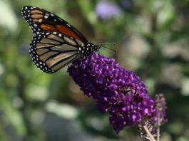 How to attract pollinators to your garden.
