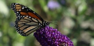 How to Create a Pollinator-Friendly Garden That Attracts Bees, Butterflies, and Hummingbirds How to attract pollinators to your garden.