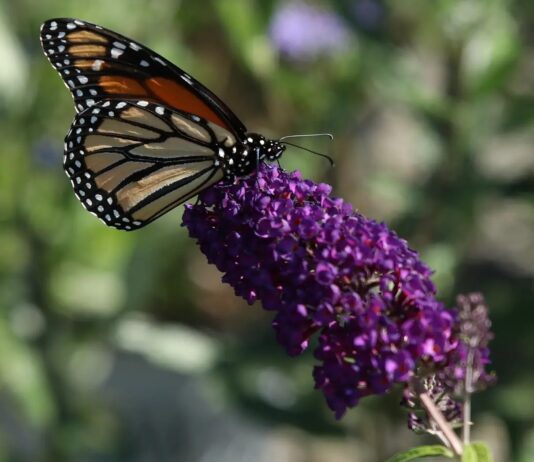 How to attract pollinators to your garden.