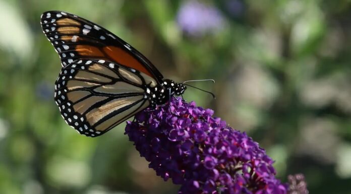 How to Create a Pollinator-Friendly Garden That Attracts Bees, Butterflies, and Hummingbirds How to attract pollinators to your garden.