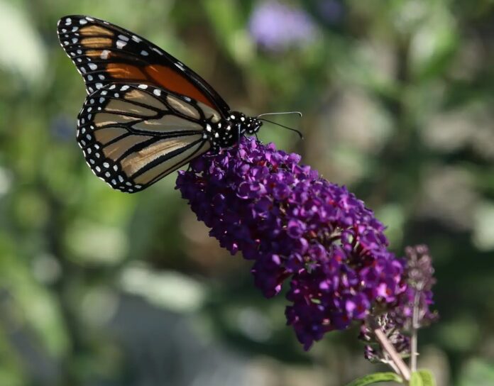Bergen County area garden news How to attract pollinators to your garden.