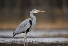 Looking for a New Hobby? Birding in Bergen County Is Easier Than You Think Great Blue Heron hunts in the wetlands at Richard W. DeKorte Park in Lyndhurst. The species is one of New Jersey's most recognizable wading birds and can be found throughout Bergen County near marshes, ponds, rivers, and lakes.