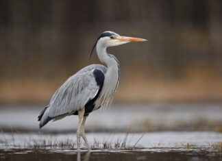 Great Blue Heron hunts in the wetlands at Richard W. DeKorte Park in Lyndhurst. The species is one of New Jersey's most recognizable wading birds and can be found throughout Bergen County near marshes, ponds, rivers, and lakes.