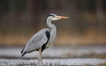 Great Blue Heron hunts in the wetlands at Richard W. DeKorte Park in Lyndhurst. The species is one of New Jersey's most recognizable wading birds and can be found throughout Bergen County near marshes, ponds, rivers, and lakes.