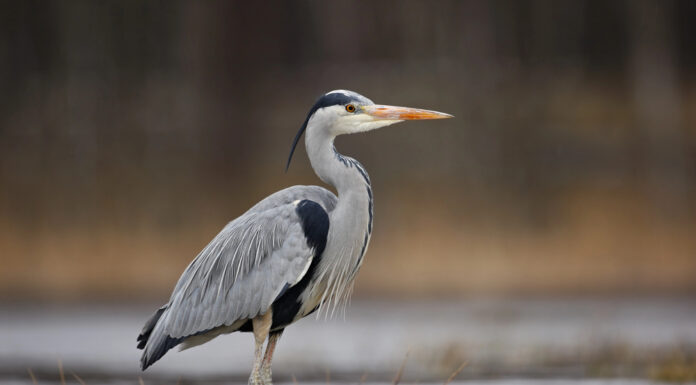 Great Blue Heron hunts in the wetlands at Richard W. DeKorte Park in Lyndhurst. The species is one of New Jersey's most recognizable wading birds and can be found throughout Bergen County near marshes, ponds, rivers, and lakes.