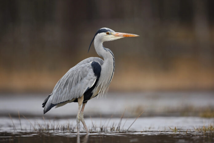 Great Blue Heron hunts in the wetlands at Richard W. DeKorte Park in Lyndhurst. The species is one of New Jersey's most recognizable wading birds and can be found throughout Bergen County near marshes, ponds, rivers, and lakes.
