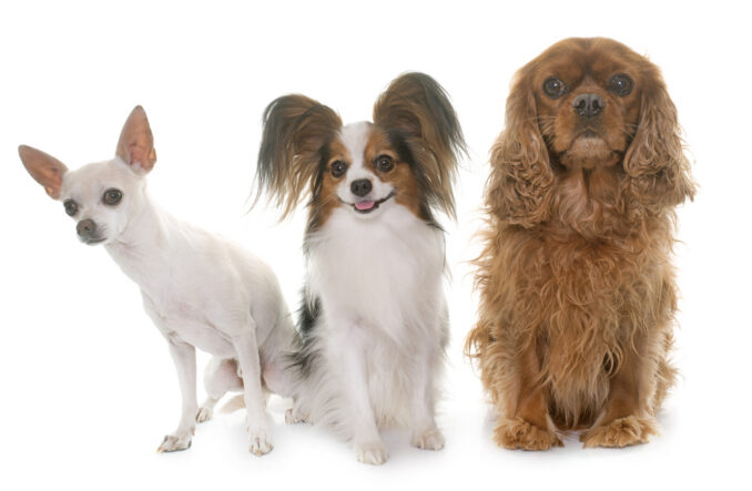 Puppy Pals Live at American Dream. Get details on mybergen.com.