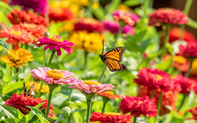 Bergen County area garden news.