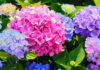 Tips to Give Your Garden a Mid-Summer Refresh