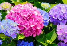 Mid-Summer Garden Refresh: Easy Ways to Keep Your Garden Blooming and Beautiful Tips to Give Your Garden a Mid-Summer Refresh
