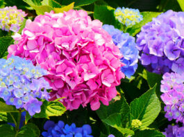 Tips to Give Your Garden a Mid-Summer Refresh