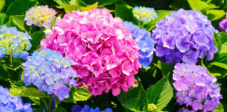 Tips to Give Your Garden a Mid-Summer Refresh