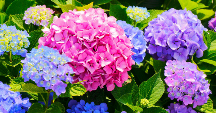 Tips to Give Your Garden a Mid-Summer Refresh