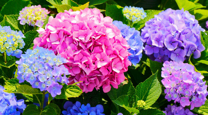 Tips to Give Your Garden a Mid-Summer Refresh