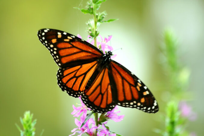 Monarch Madness at Lorrimer Sanctuary in Franklin Lakes. Details on mybergen.com.
