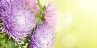 Beyond Mums: Fall Plants That Add Color to Your Garden. Ideas from Down to Earth Living in Pomona, NY